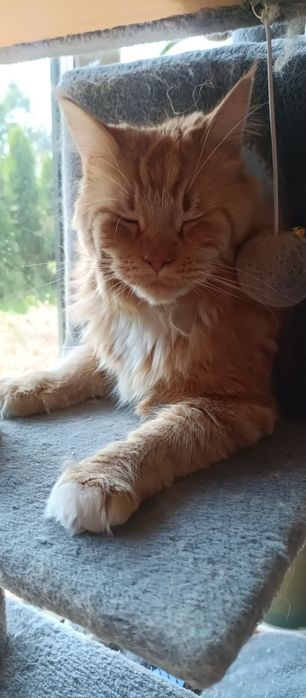 Oddam Maine coon