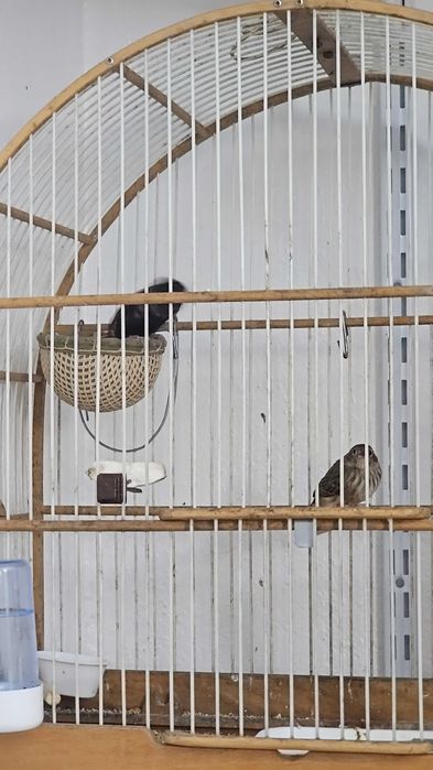 Casal de tiziu fauna brasileira