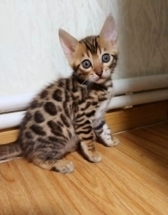 Чистокровні кошенята show class ben 24 WCF.Доставка по Україн