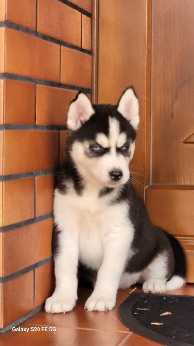 Siberian Husky blekitnoki