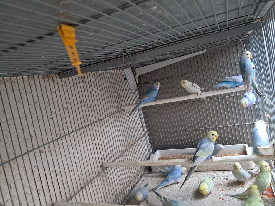 Piriquitos australianos arco íris