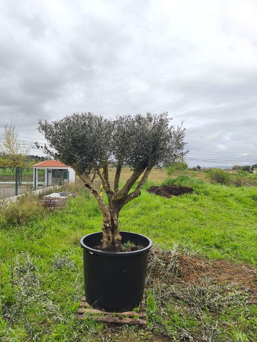 Oliveiras em Vaso