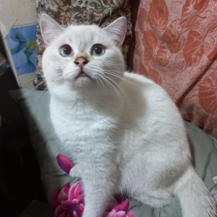 Шотландский кот ,Вязка.