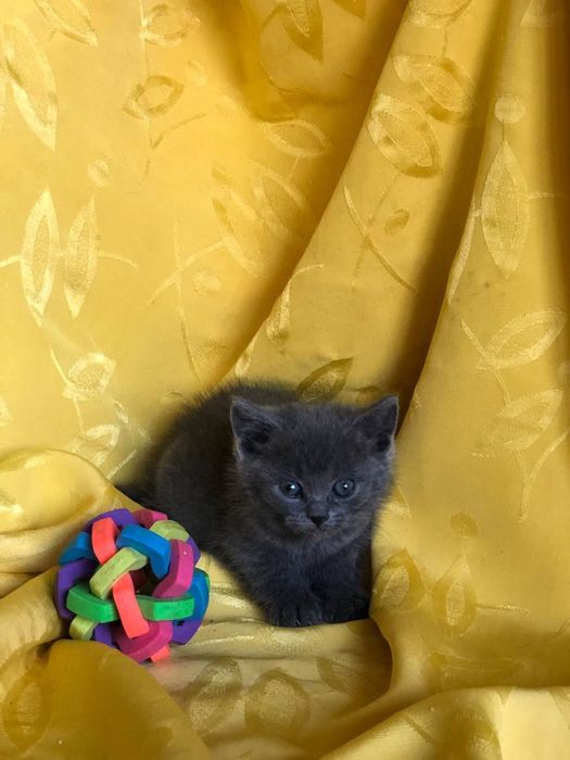 Котенок кошечка бесплатно