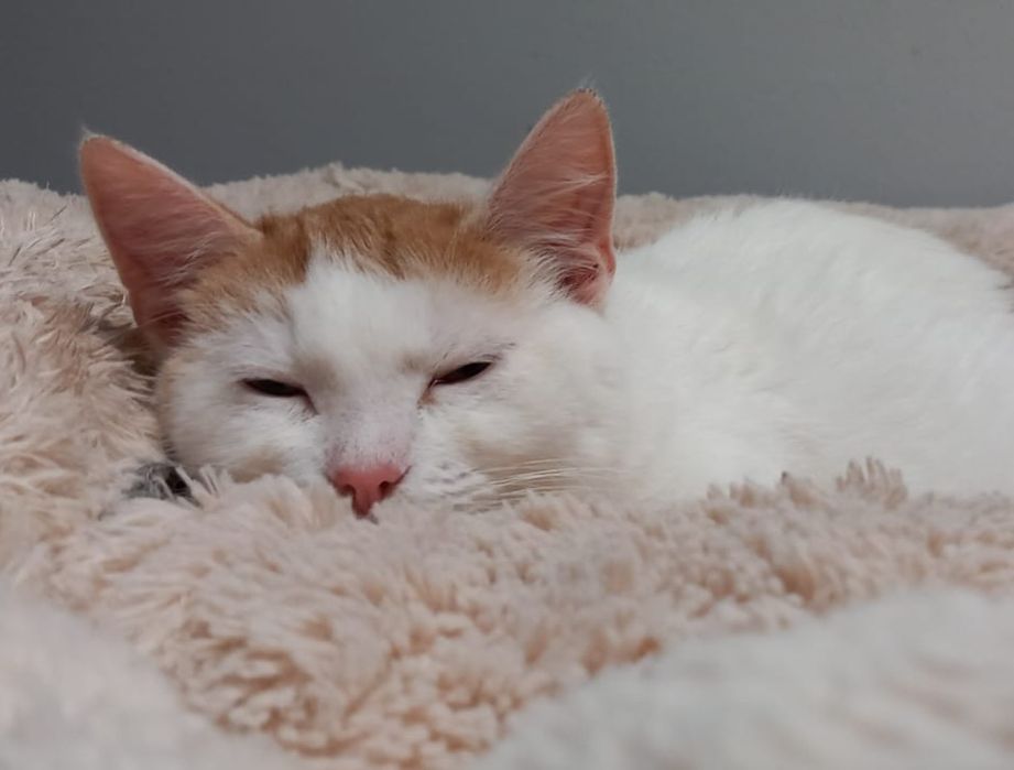 Tissaia - biało-ruda kotka do adopcji