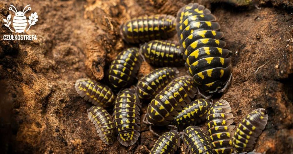 Isopody Armadillidium gestroi 15 szt
