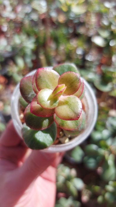 Крассула Ланкастер Crassula Lancaster  USA *rare crassula