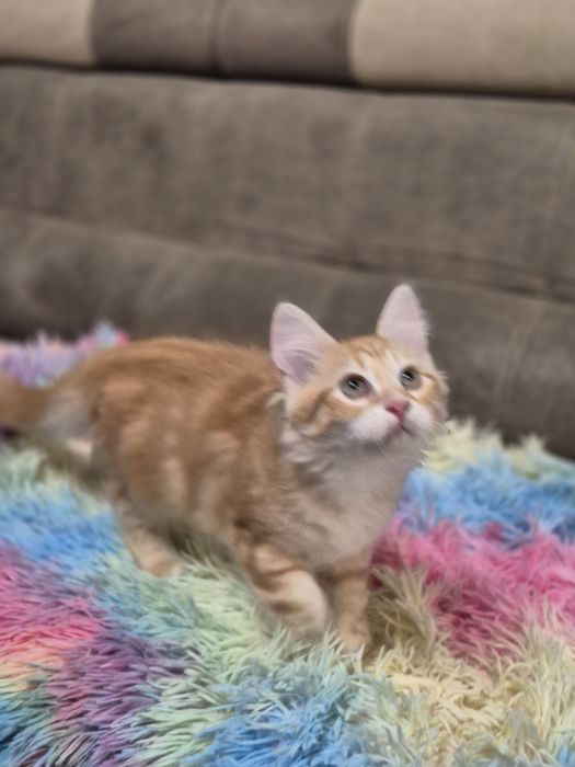 Kocurek Syberyjski OLO rodowód FIFE FPL