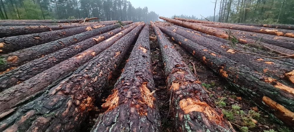 Dłużyca Tartaczka WC_01 Sosna