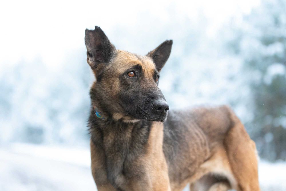 RONIA - piękna sunia w typie owczara belgijskiego, dla doświadczonych