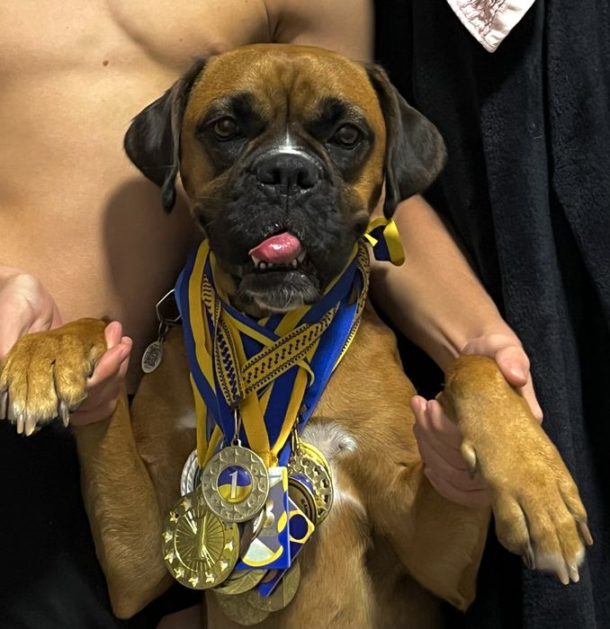 Щенок Боксера, Цуценята Німецького Боксера