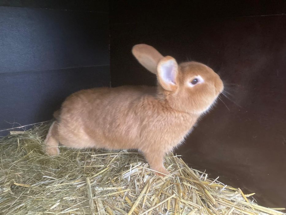 Królik Król Nowozeleancki  Samiec