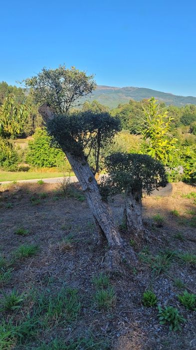 Oliveiras de Jardim