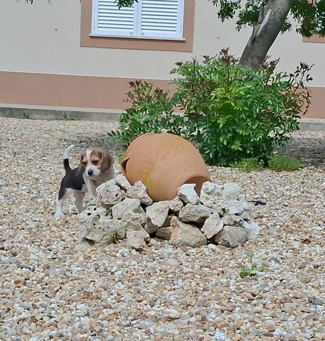 Beagle de excelente qualidade