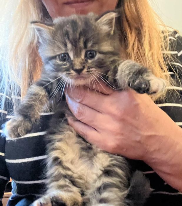 ККошенята помісь сибіряків із бенгалами