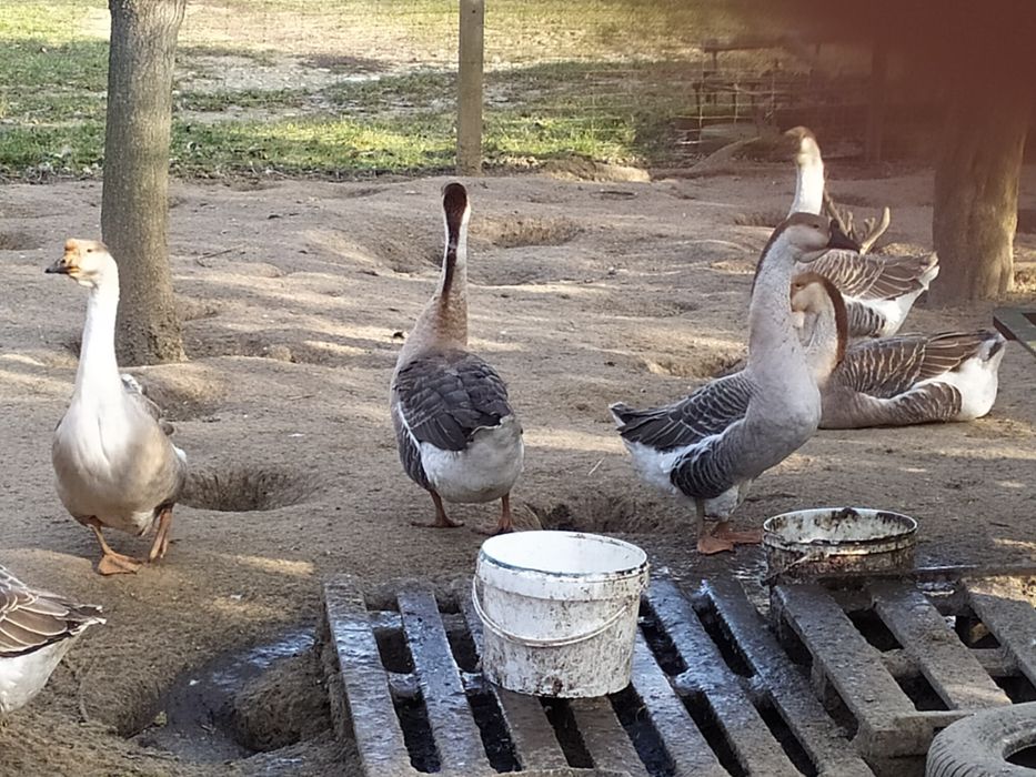 Gęś Gąsior gęsi Garbonosy