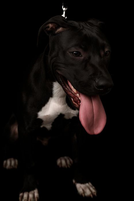 Продам Американского Питбуль терьера девочка