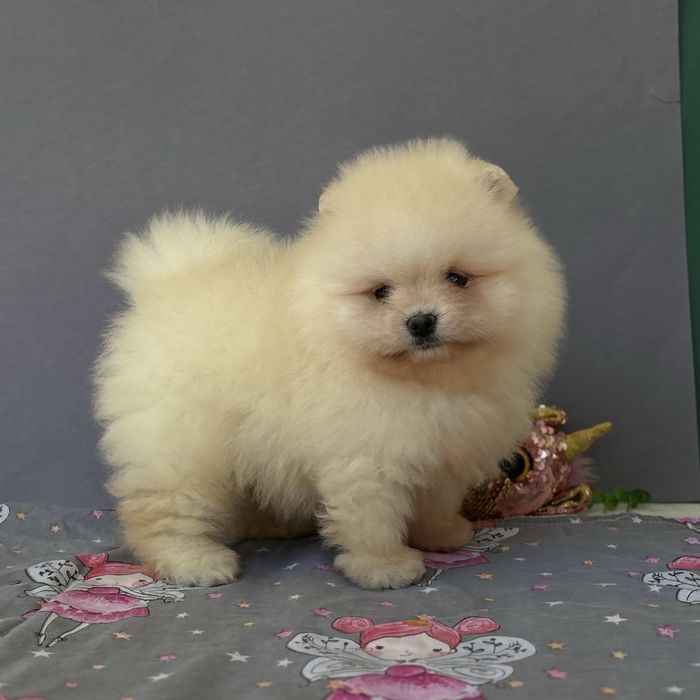 чудовий ведмедик шоу классу