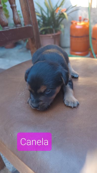 Bebés amorosos para adoção