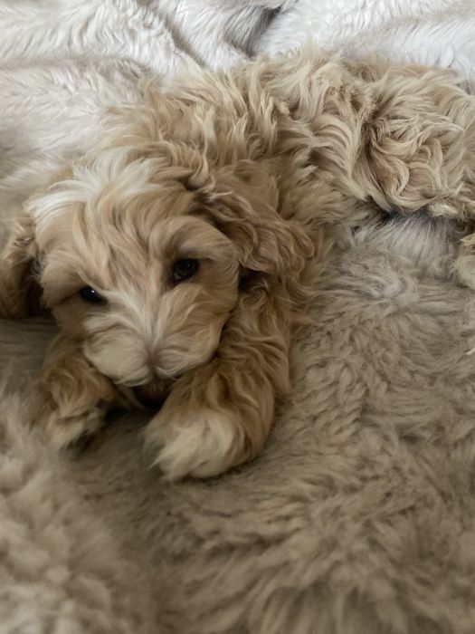 Maltipoo szczeniak