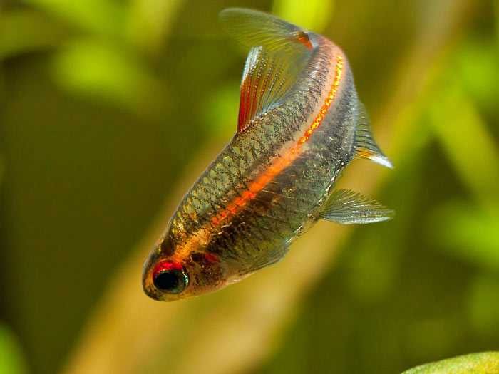 GB Zwinnik Jarzeniec | Pakiet 100 szt. +  - dowóz ryb!