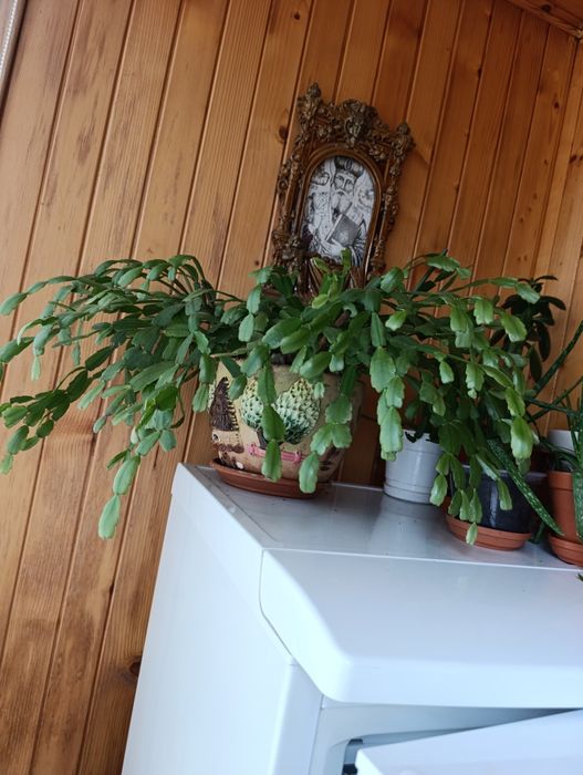 Срочно продам цветы