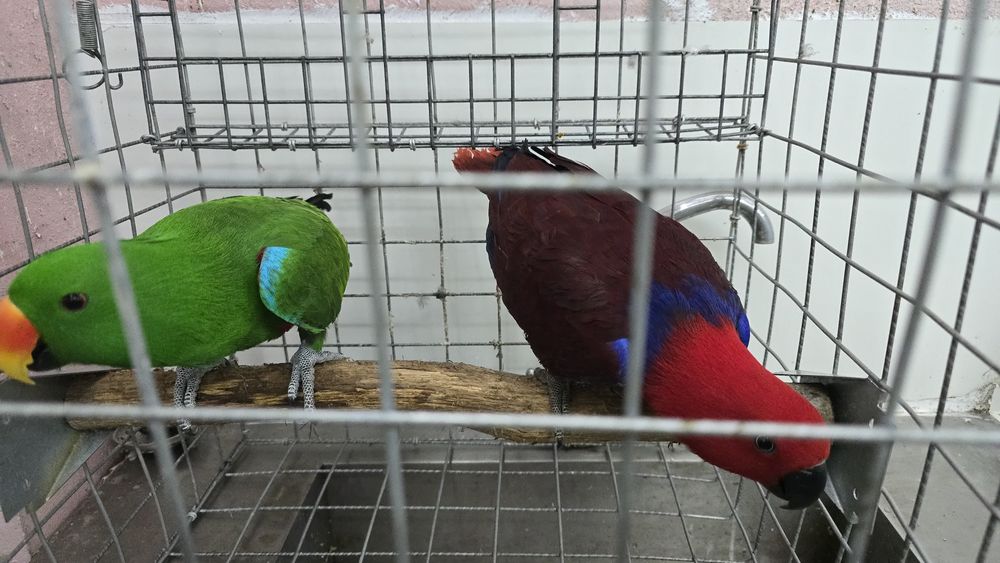 Papagaio ecletus roratus