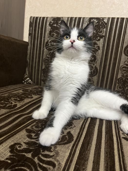 Віддам кошеня у добрі руки