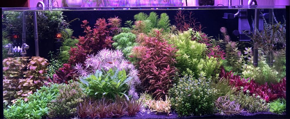 Акваріумні рослини