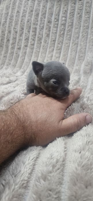 Chihuahua śliczny niebieski piesek