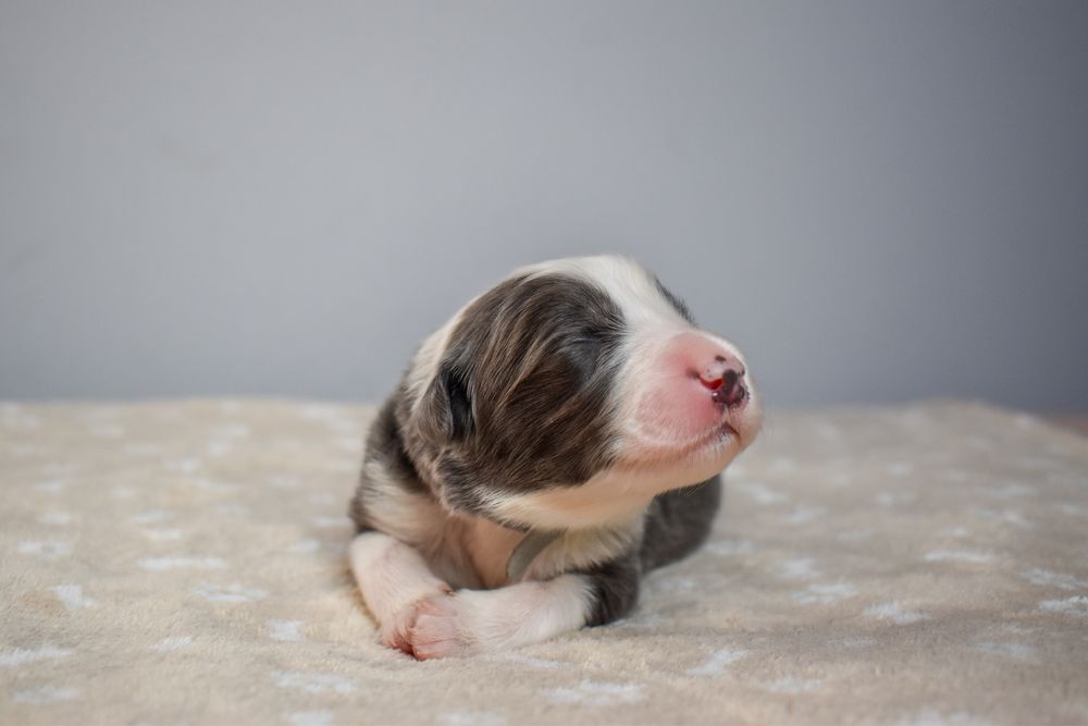 Szczeniak Border Collie FCI ZKwP