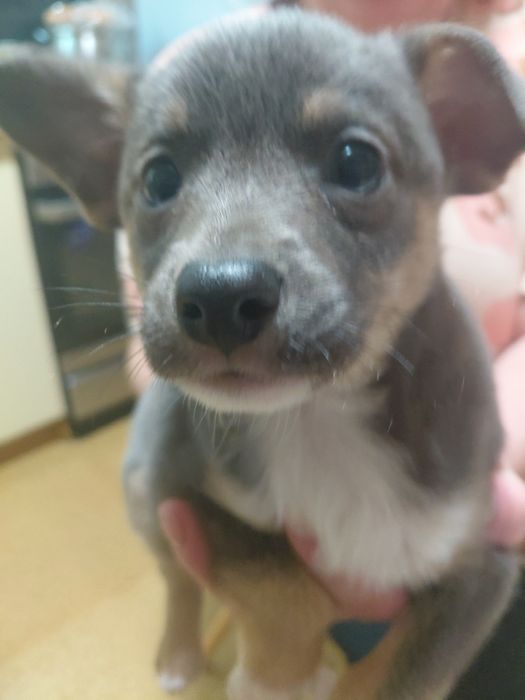 Щенок в хорошие руки