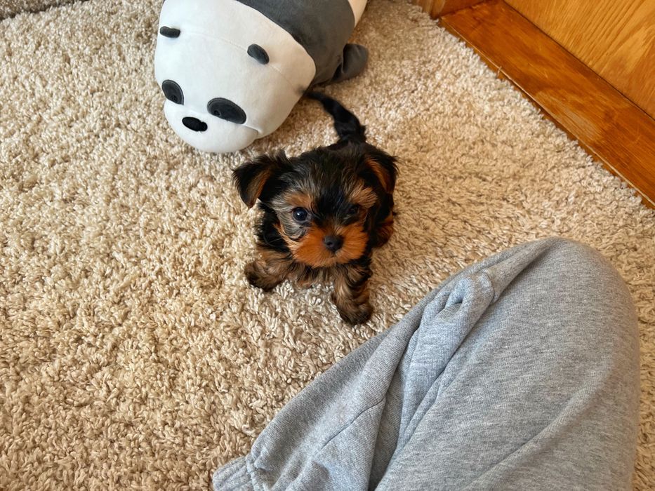 Найкращі йорки у нас! бейбі фейс і платина