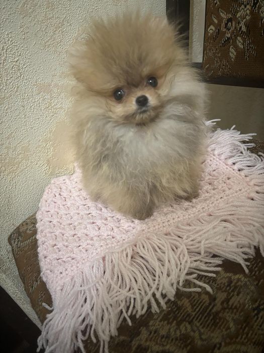 Супер міні дівчинка померанського шпіца.