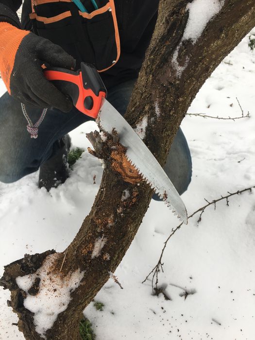 Обрізка дерев, плодових та ягідних насаджень - Чернігів і область