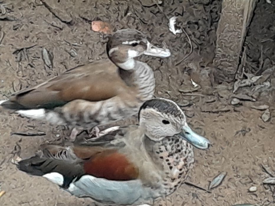 Patos exóticos  e  pavões