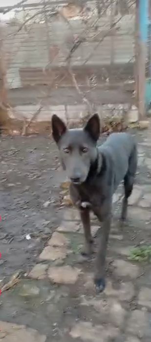 Отдам собак даром
