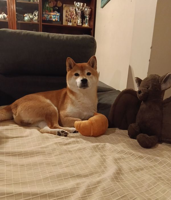 Petsitting & Dogwalking