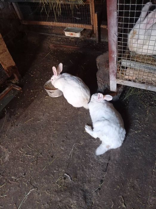 Продам Кролів Дорослі та молодняк