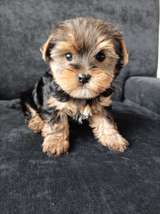 Sunia Yorkshire terrier