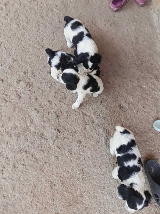 Продам щенят Спаніельчиків