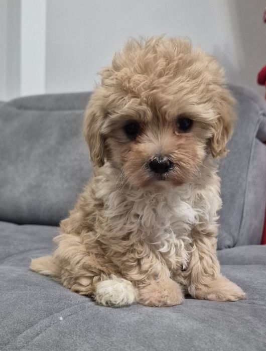 Cavapoo Sunia hybryda ras