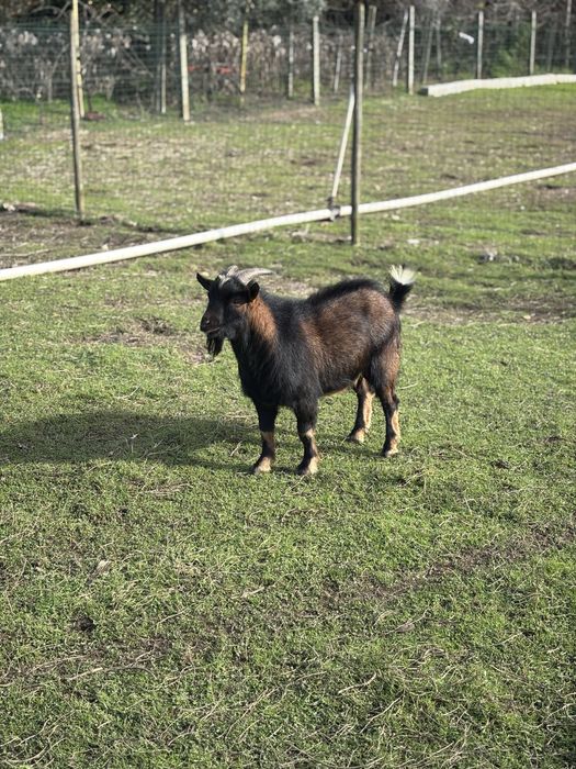 Vendo Cabras Anãs, criadas ao ar livre habituadas a pastar.