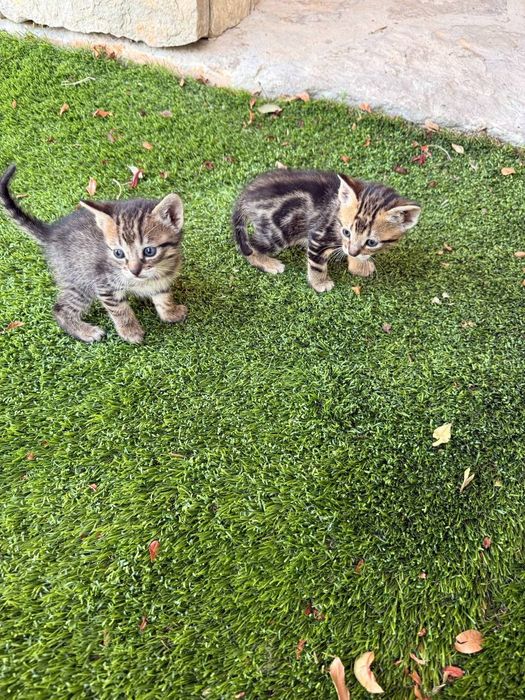 Gatinhos para adoção