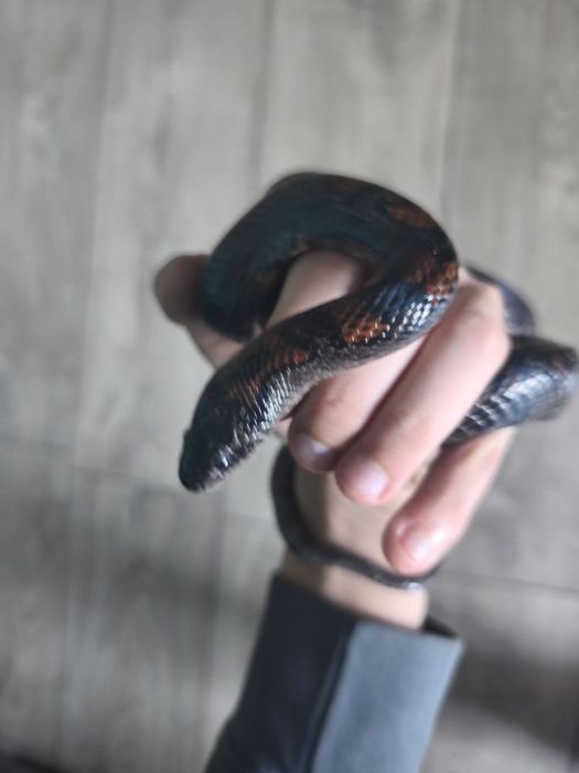 Lampropeltis mexicana