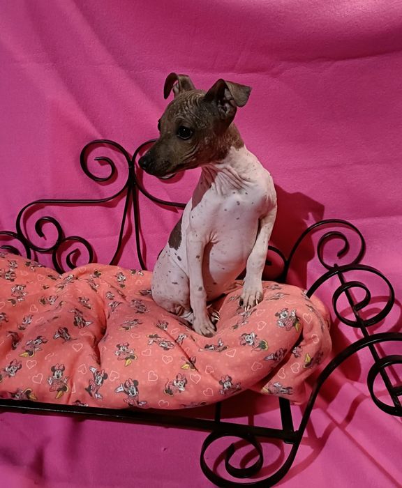 Cão sem pêlo (American Hairless Terrier)