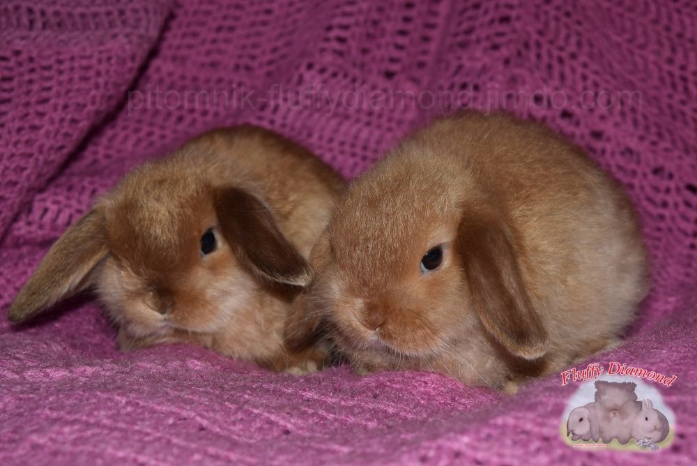 Вислоухие крольчата. Редкие окрасы! Кролики из "Fluffy Diamond"