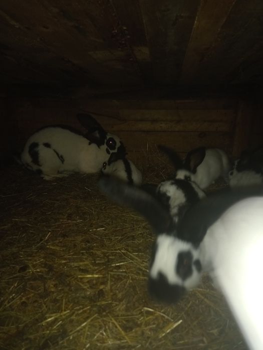 Króliki kilka ras młode i dorosłe