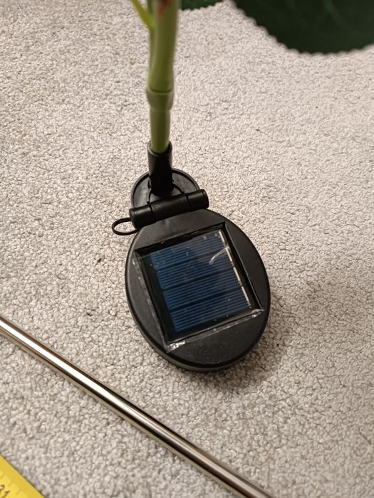 Białe róże na solar