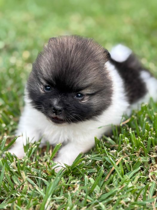 Lulu Pomerânia fêmea c/Lop Spitz Alemão anão